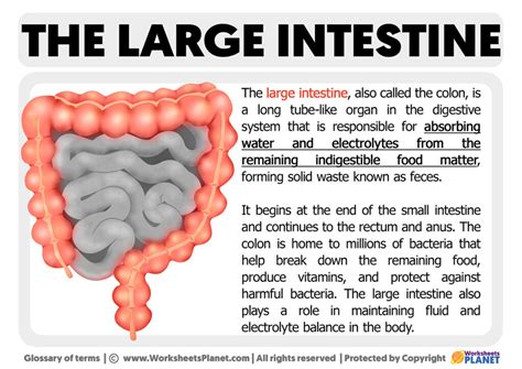 intestine medical term.